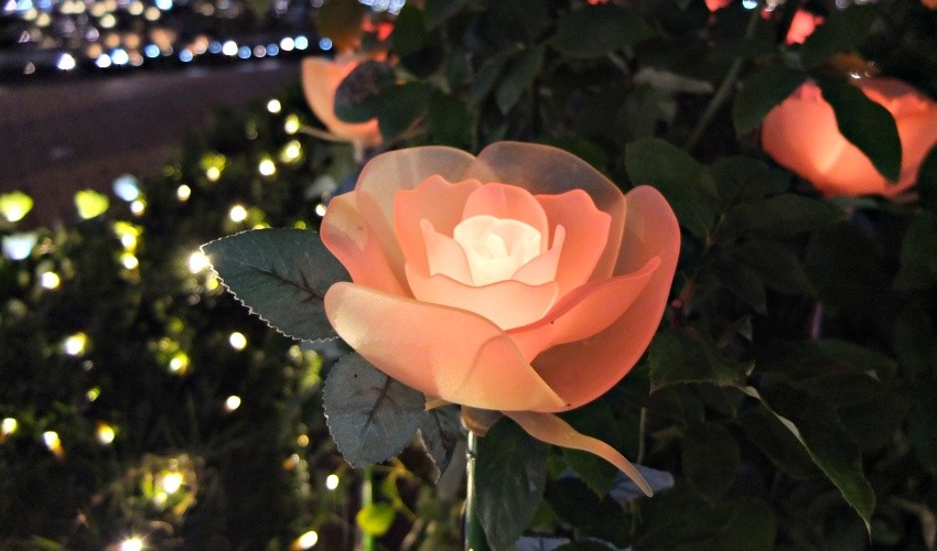 日本三大燈飾 足利花卉公園光之花庭園